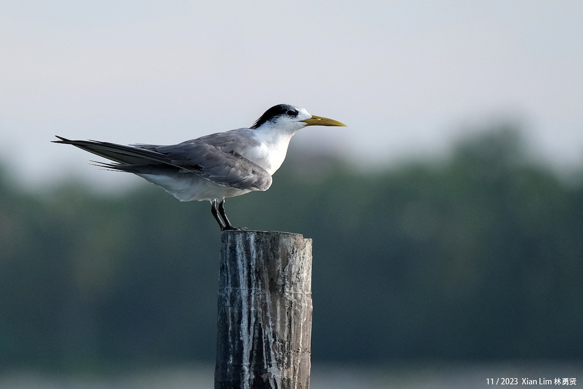 Great Crested Tern - ML621221240
