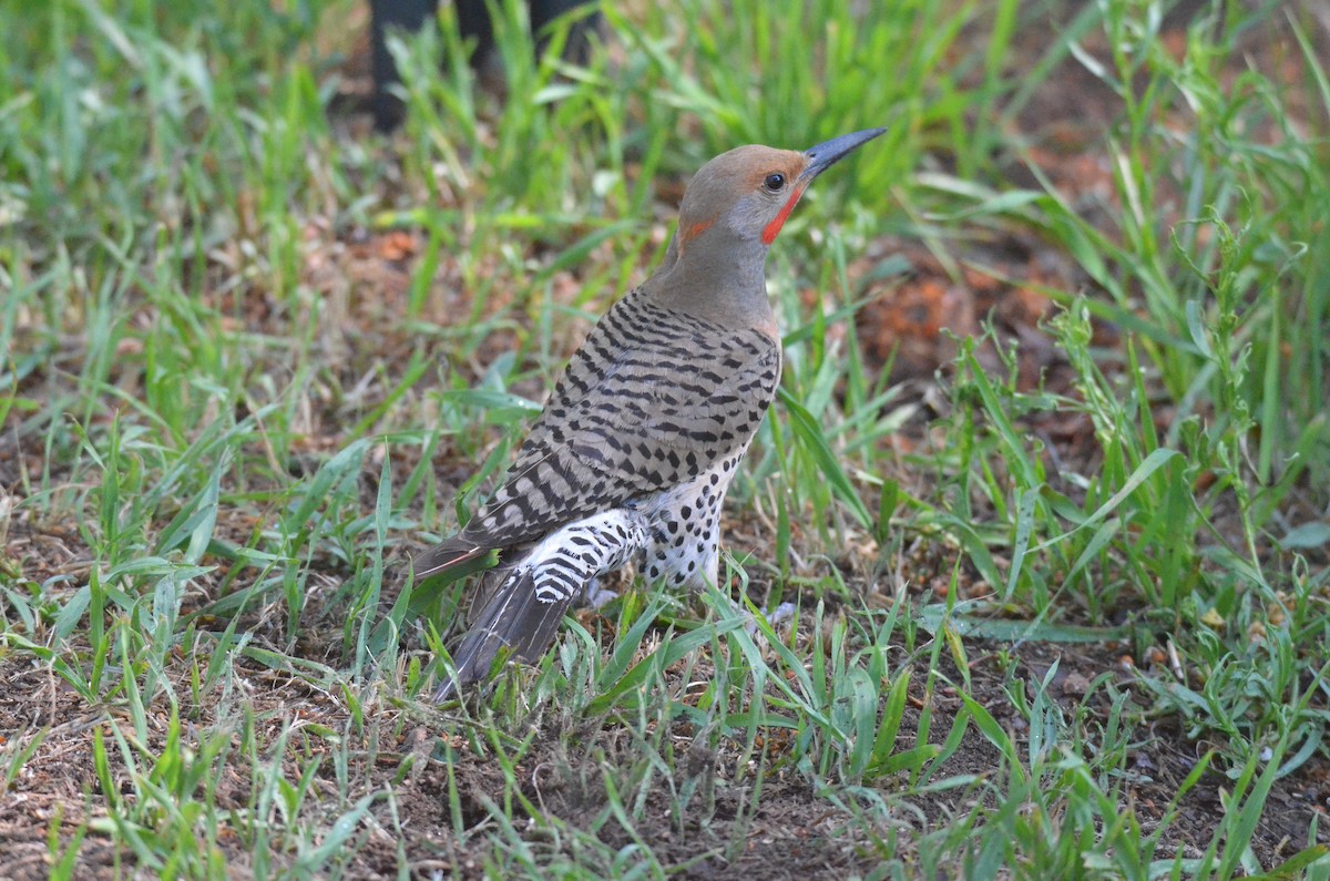 Northern Flicker (Red-shafted) - ML621221244