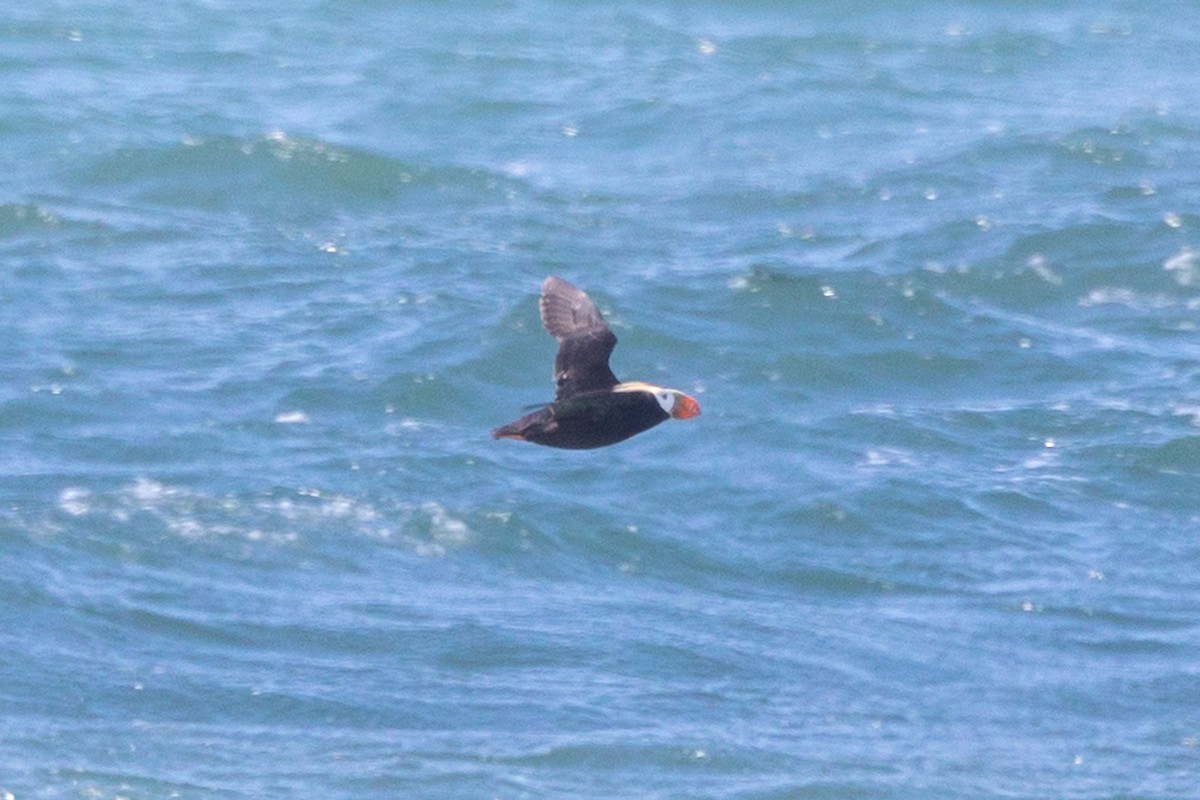 Tufted Puffin - ML621221246