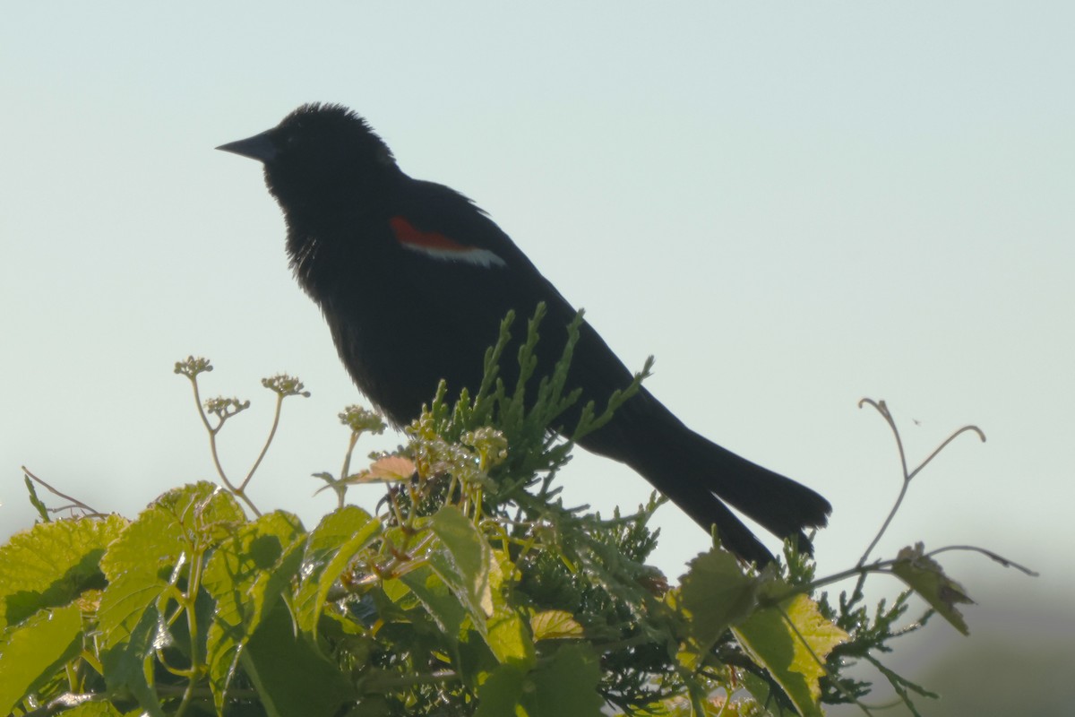 Red-winged Blackbird - ML621221249