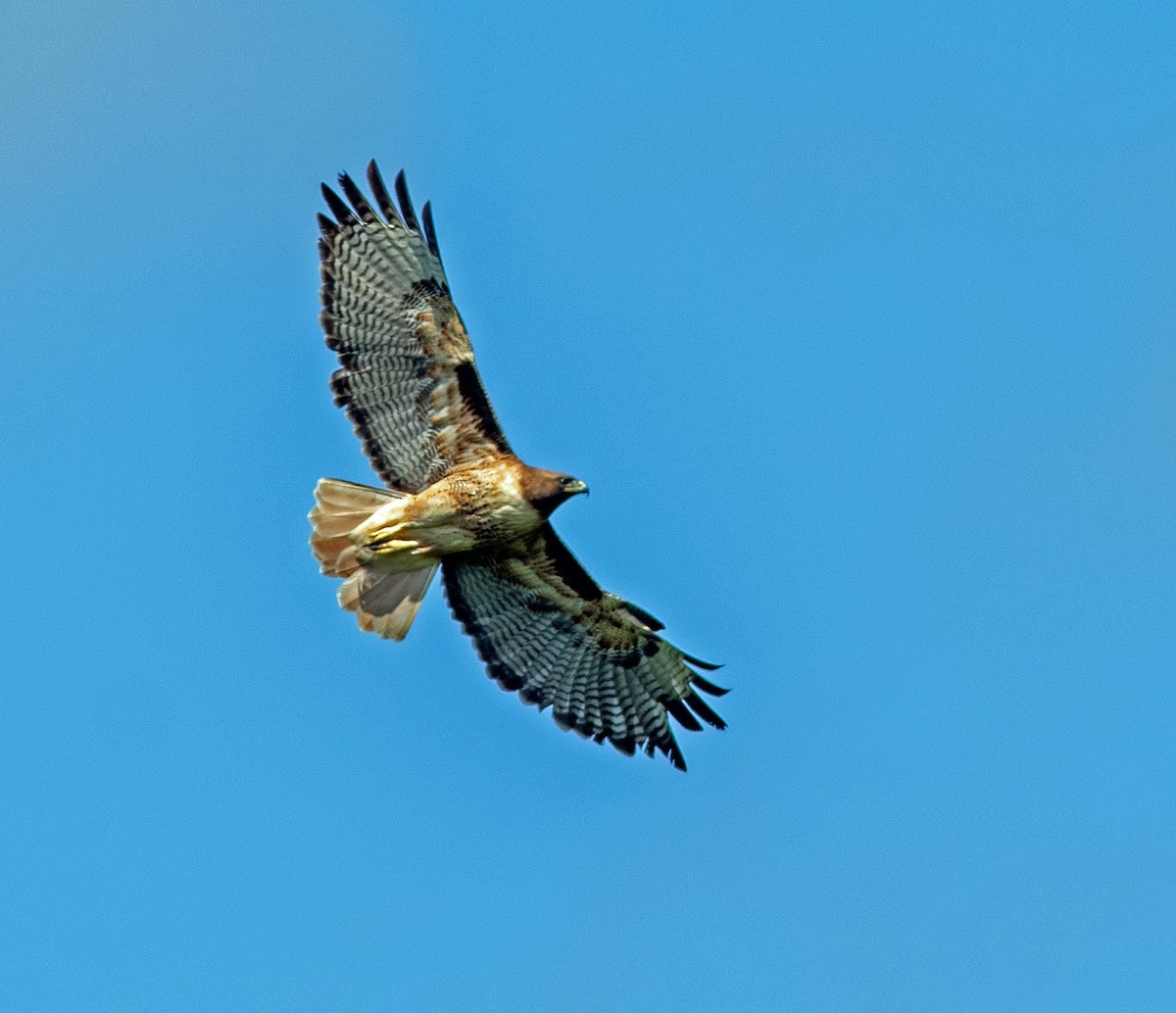 Red-tailed Hawk - ML621221269