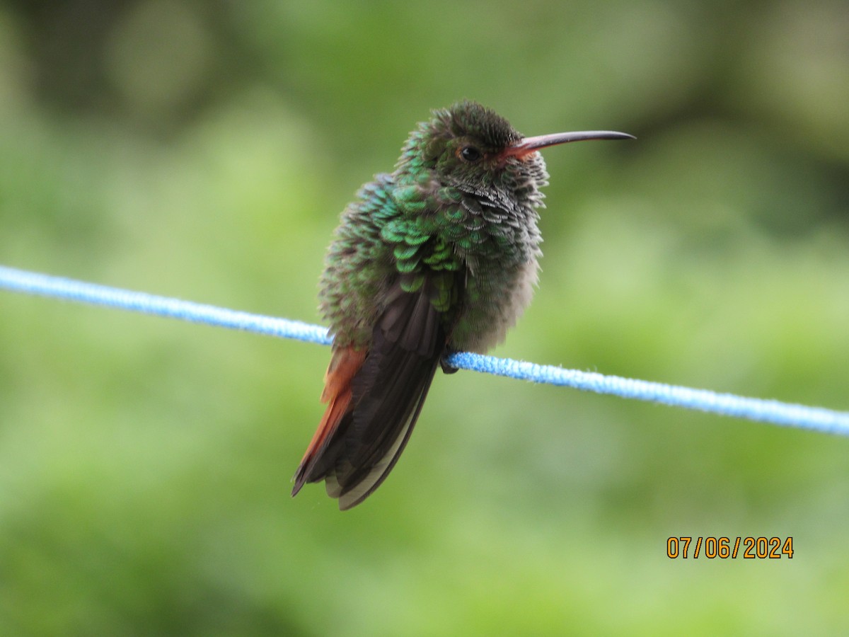 Rufous-tailed Hummingbird - ML621221330