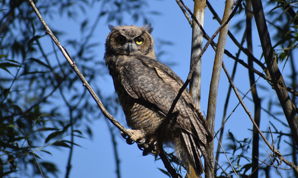 Great Horned Owl - ML621221351