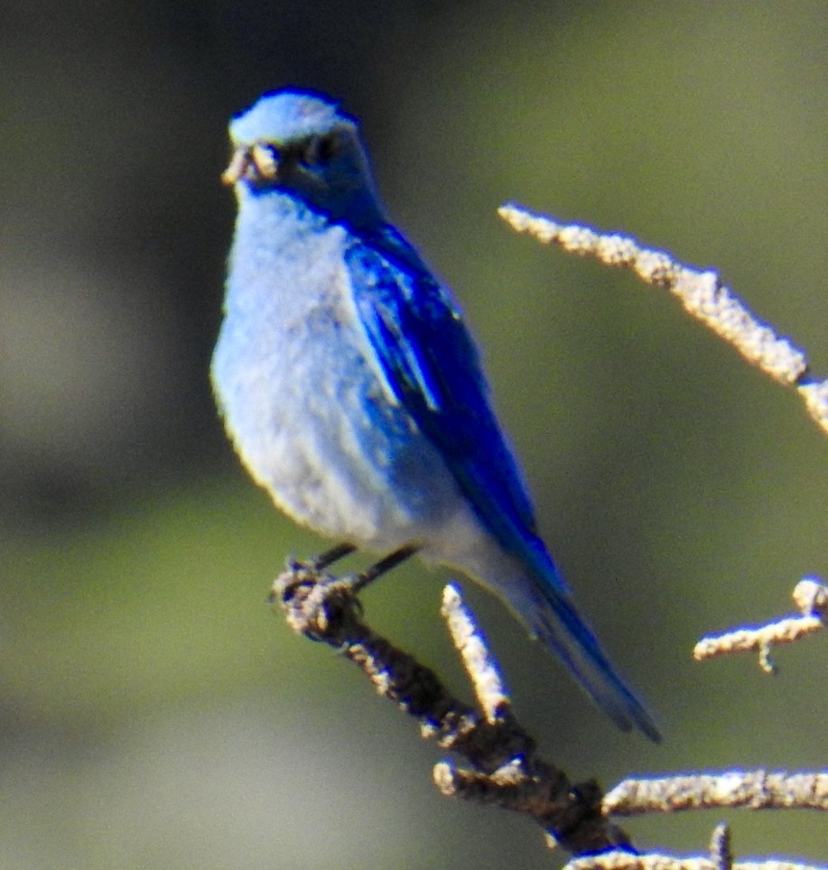Mountain Bluebird - ML621221357