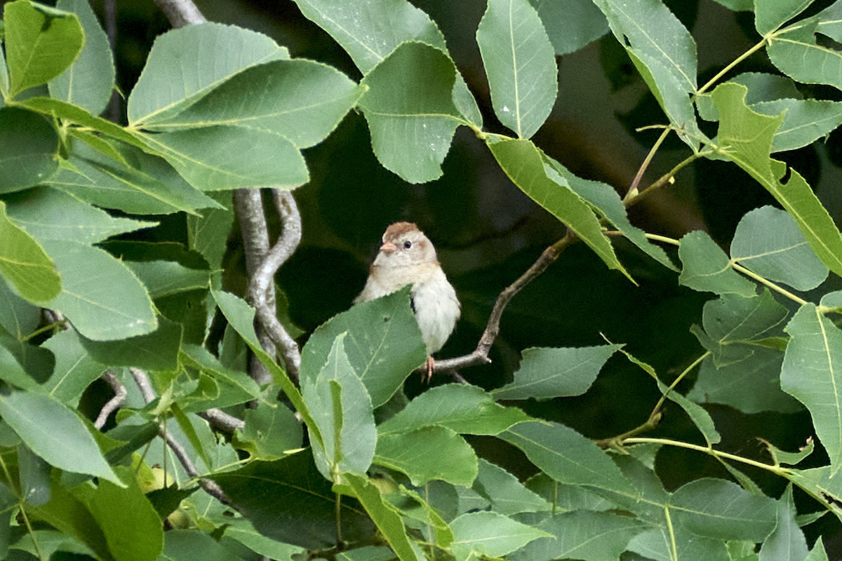 Field Sparrow - ML621221368