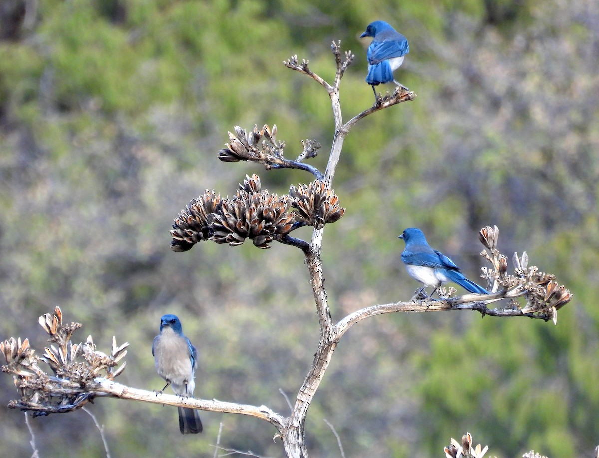 Mexican Jay - ML621221379
