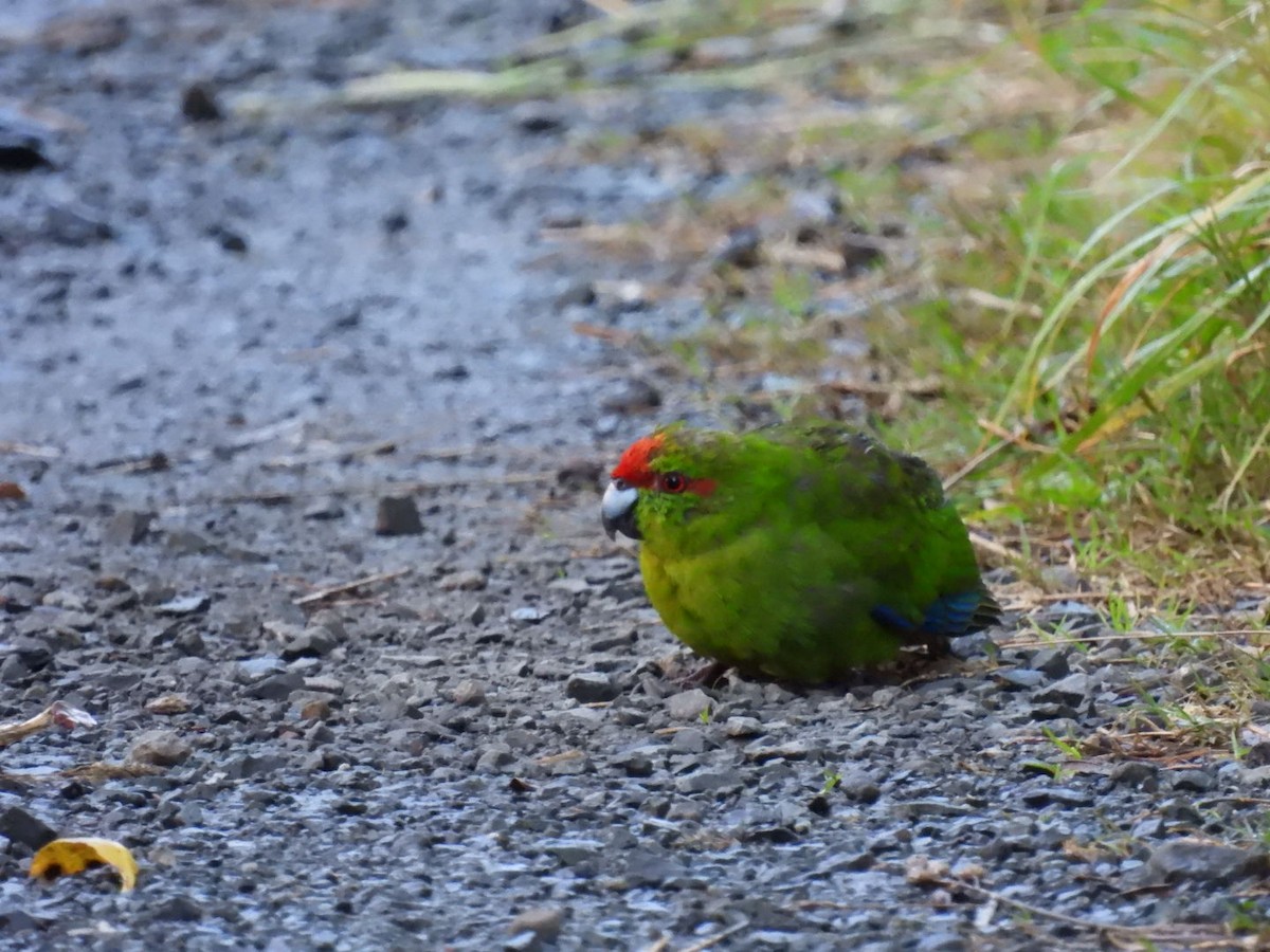 Red-crowned Parakeet - ML621221384