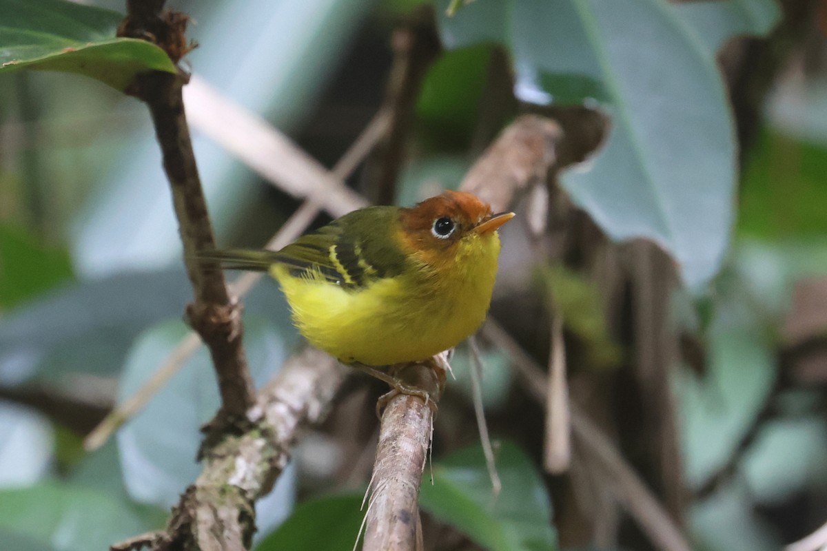 Mosquitero Pechiamarillo - ML621221398