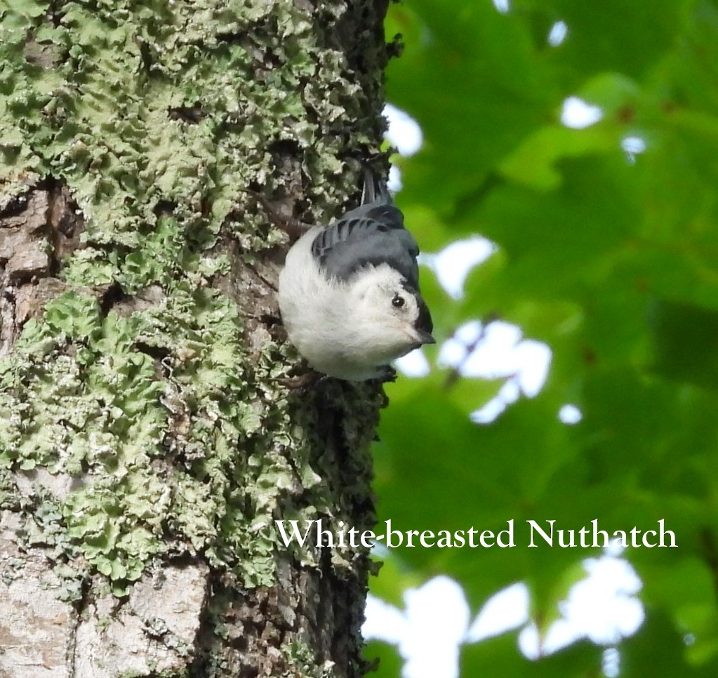White-breasted Nuthatch - ML621221495
