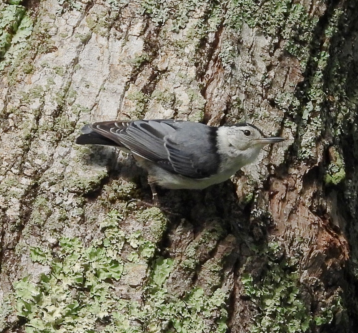 White-breasted Nuthatch - ML621221496