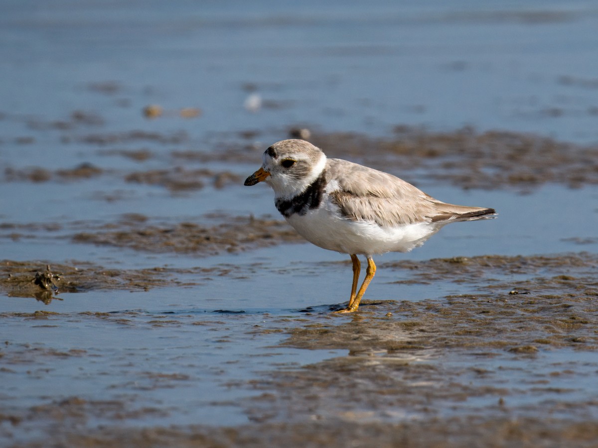 Piping Plover - ML621221497