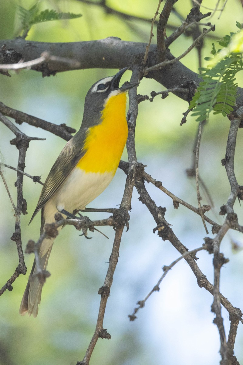 Yellow-breasted Chat - ML621221553
