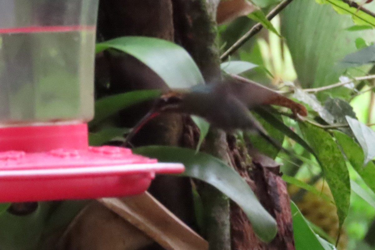 kolibřík bělovousý - ML621221554