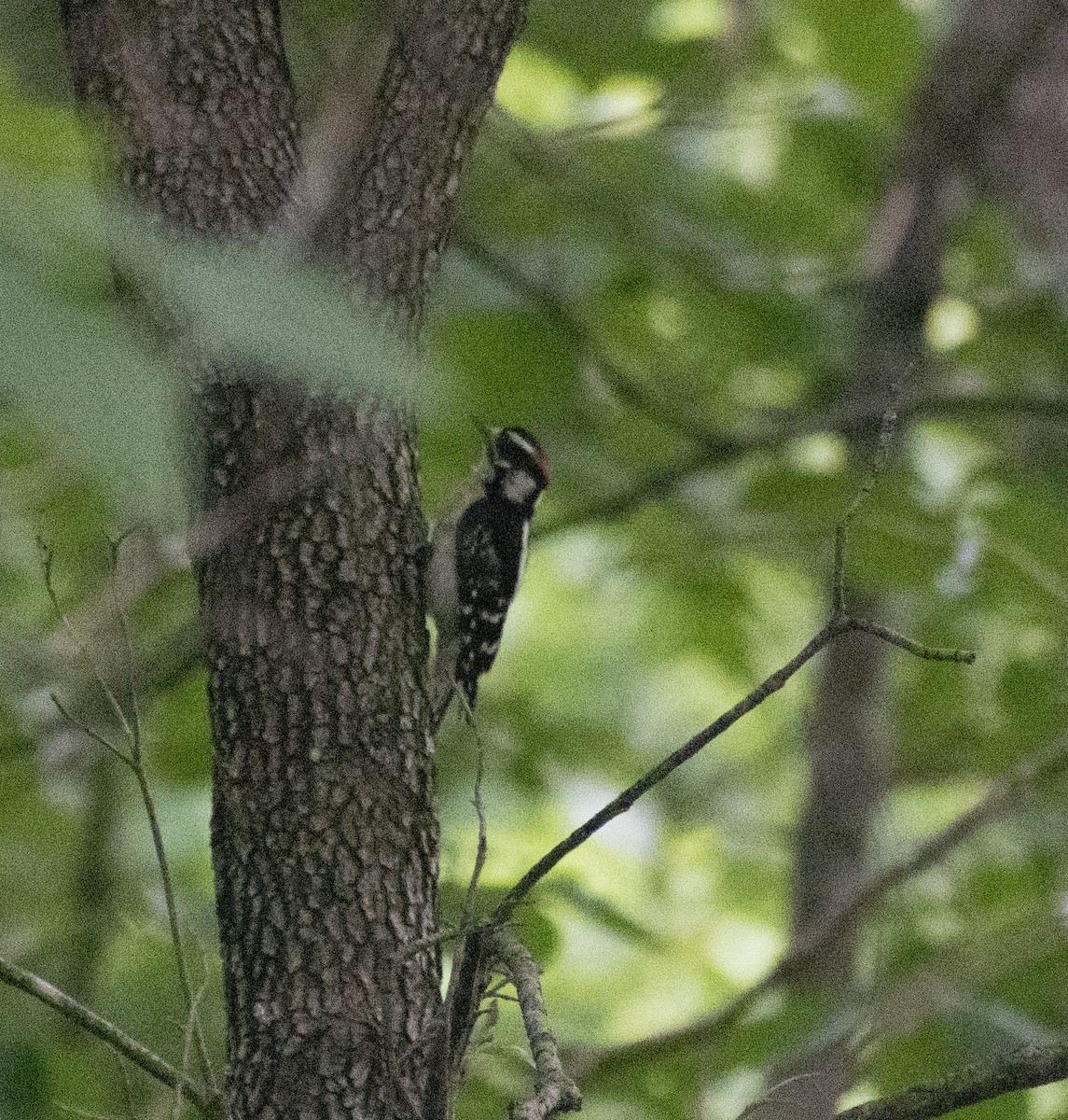 Downy Woodpecker - ML621221564