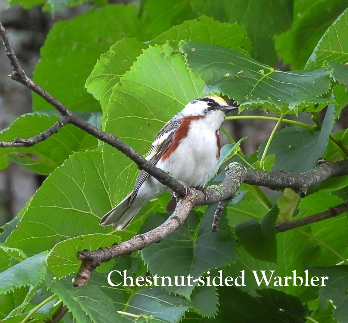 Chestnut-sided Warbler - ML621221565