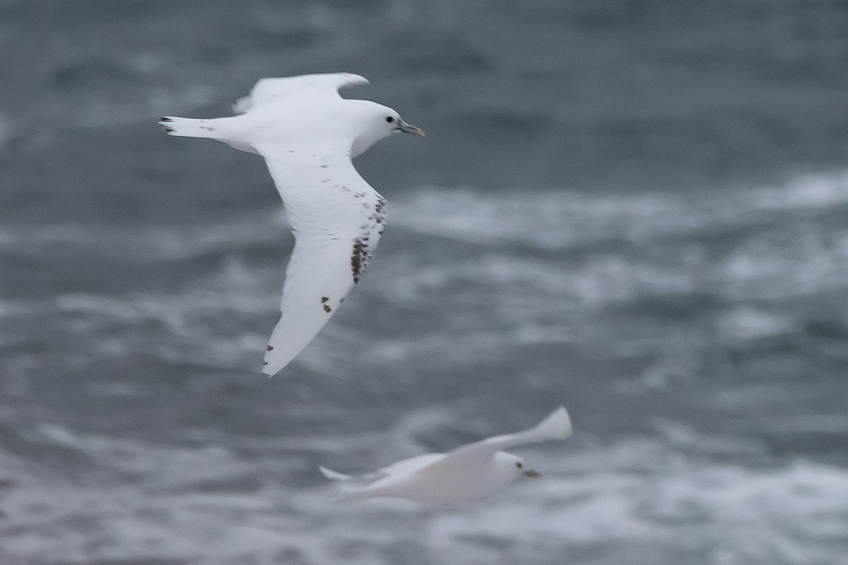 Mouette blanche - ML621221576