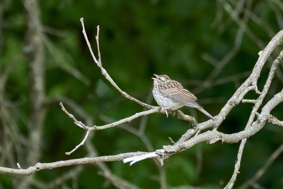 Chipping Sparrow - ML621221587