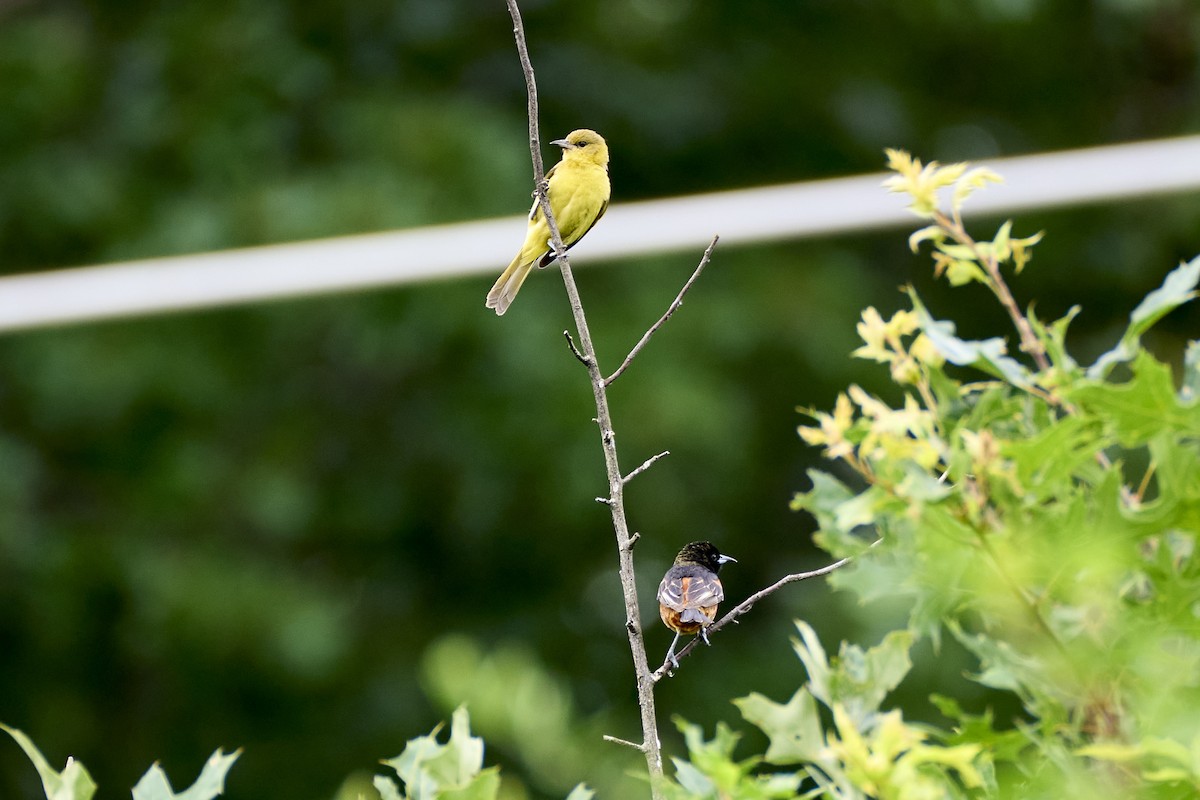 Orchard Oriole - ML621221594