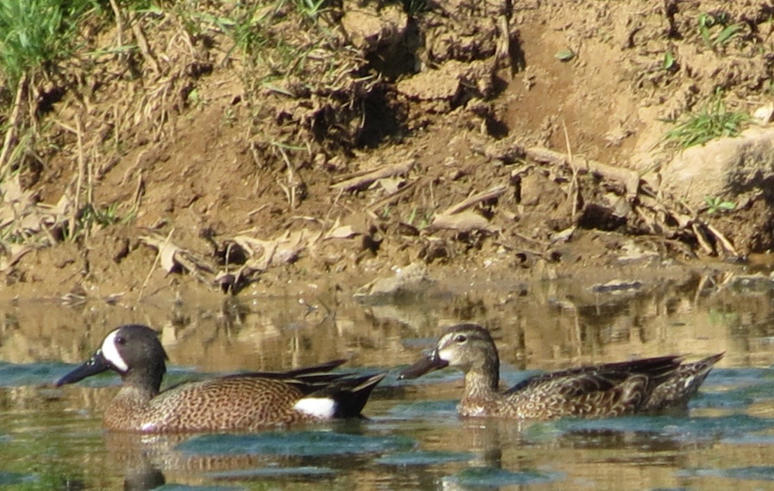 Blue-winged Teal - ML621221619