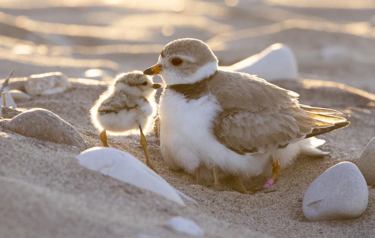 Piping Plover - ML621221624