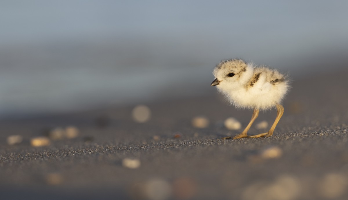 Piping Plover - ML621221659