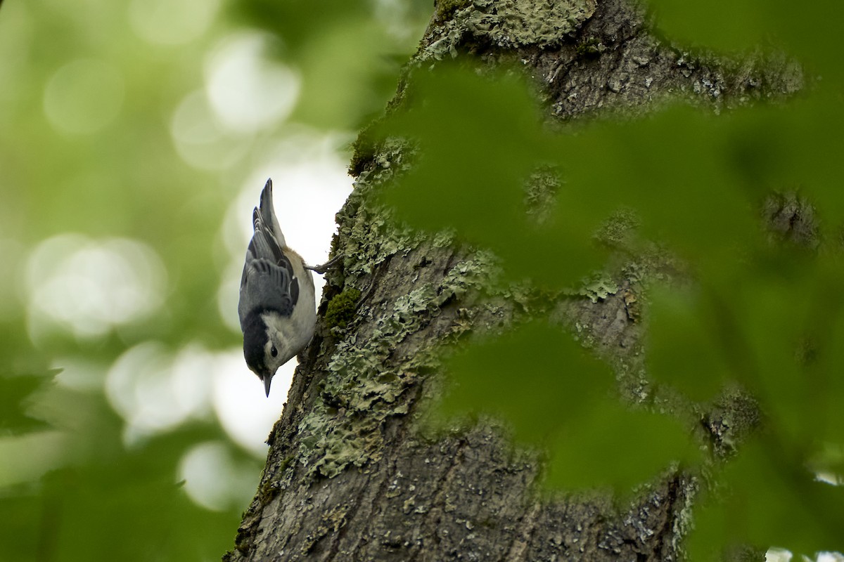 White-breasted Nuthatch (Eastern) - ML621221674