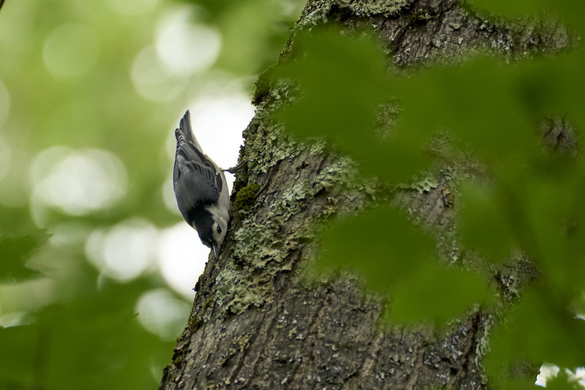 White-breasted Nuthatch (Eastern) - ML621221680