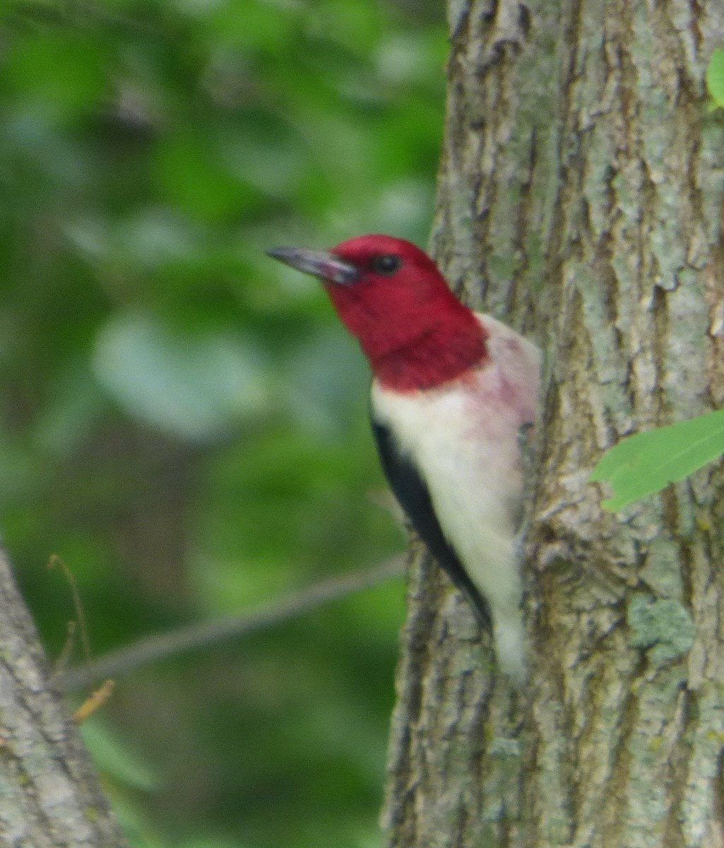 Red-headed Woodpecker - ML621221688