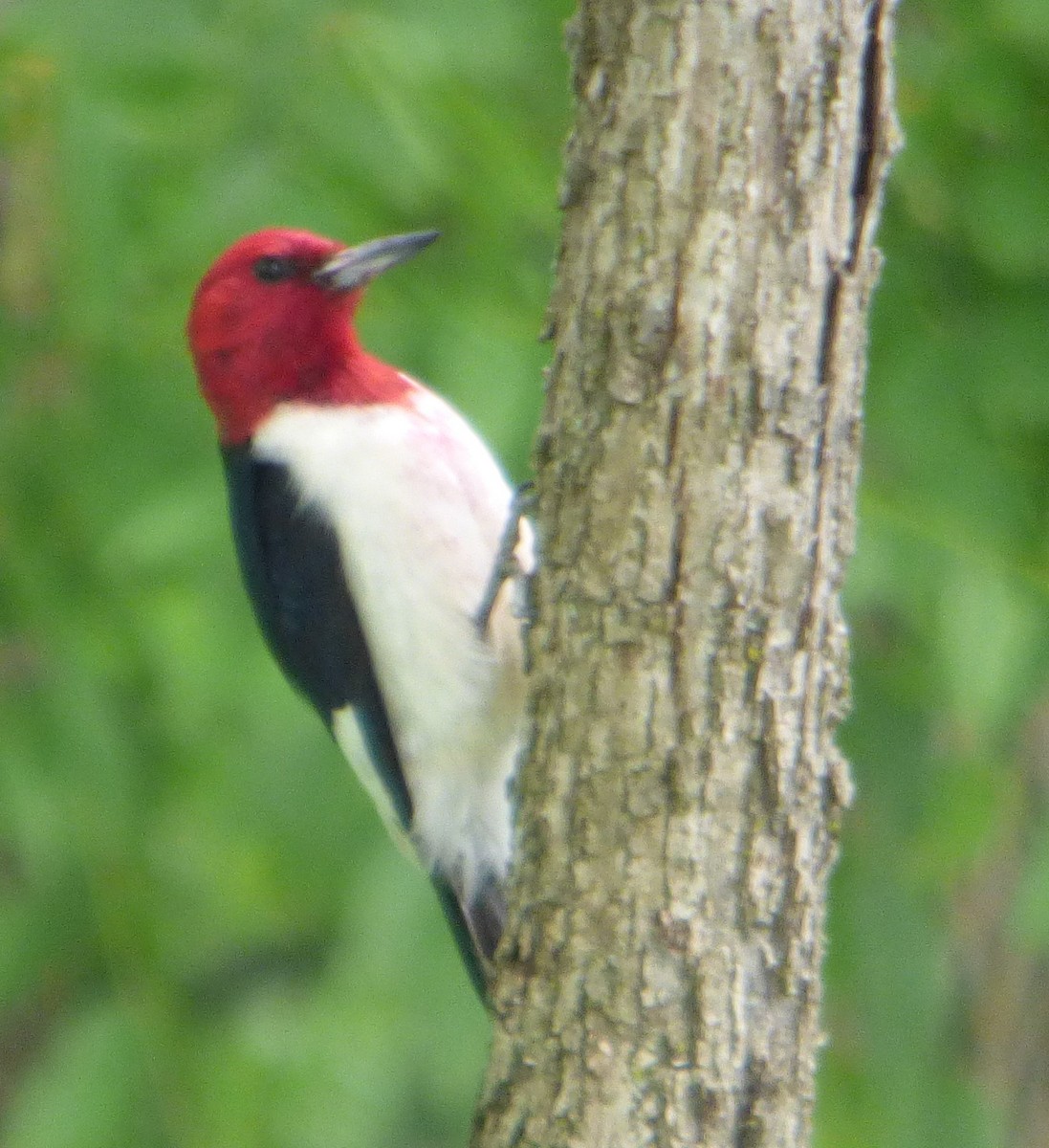 Red-headed Woodpecker - ML621221689