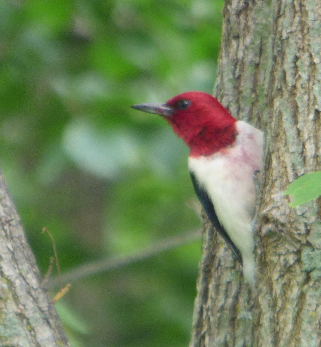Red-headed Woodpecker - ML621221690