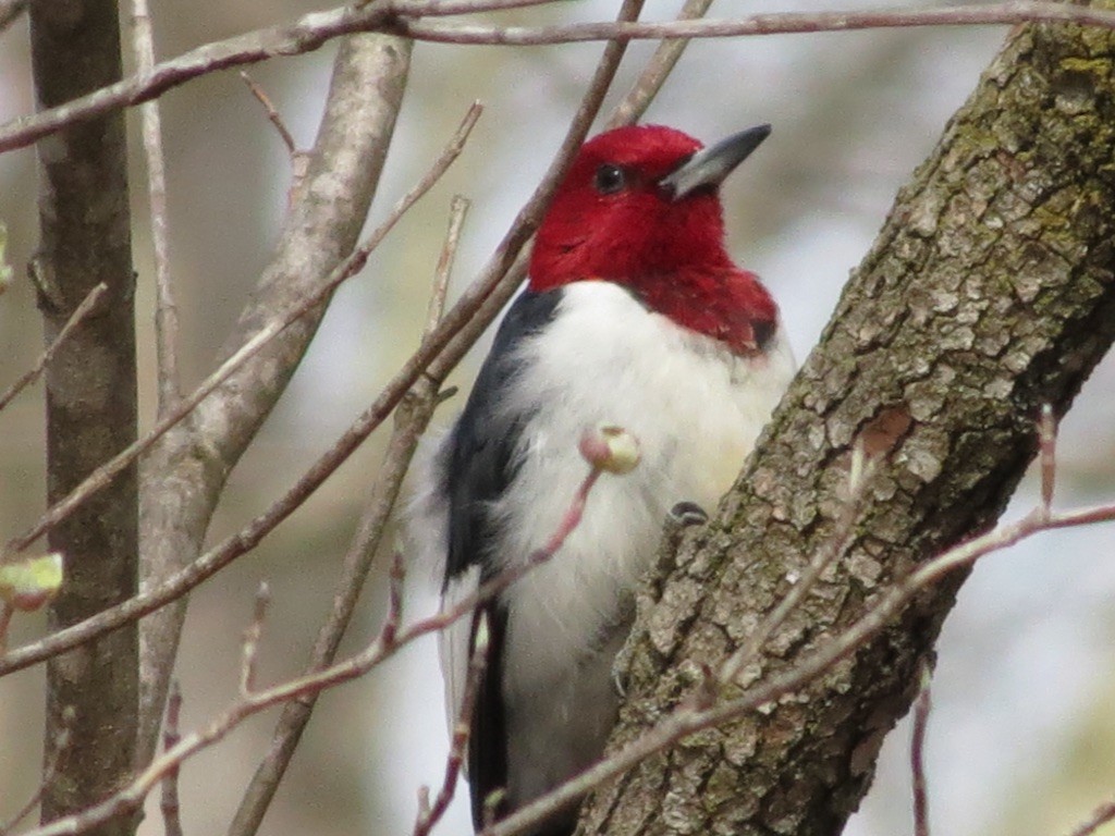 Red-headed Woodpecker - ML621221710