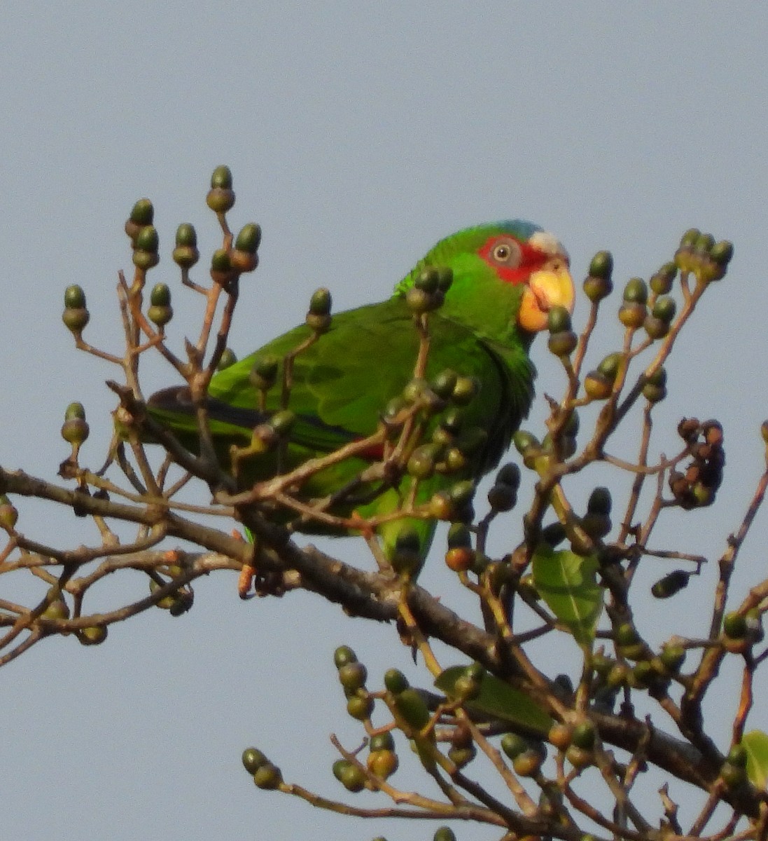 White-fronted Parrot - ML621221711