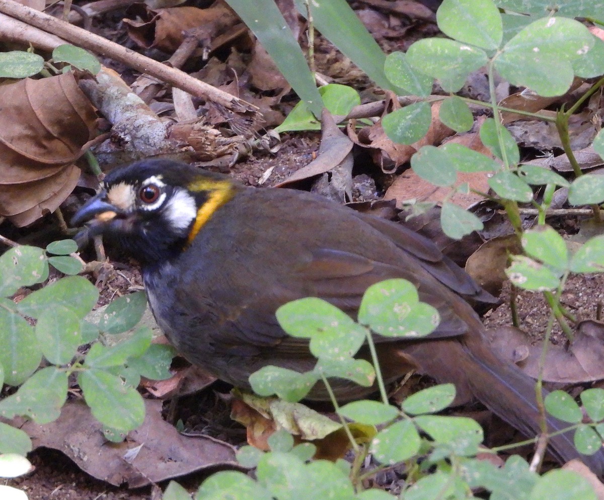 White-eared Ground-Sparrow - ML621221728