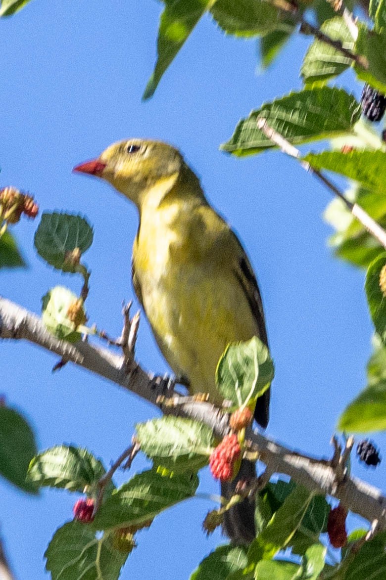 Western Tanager - ML621221739