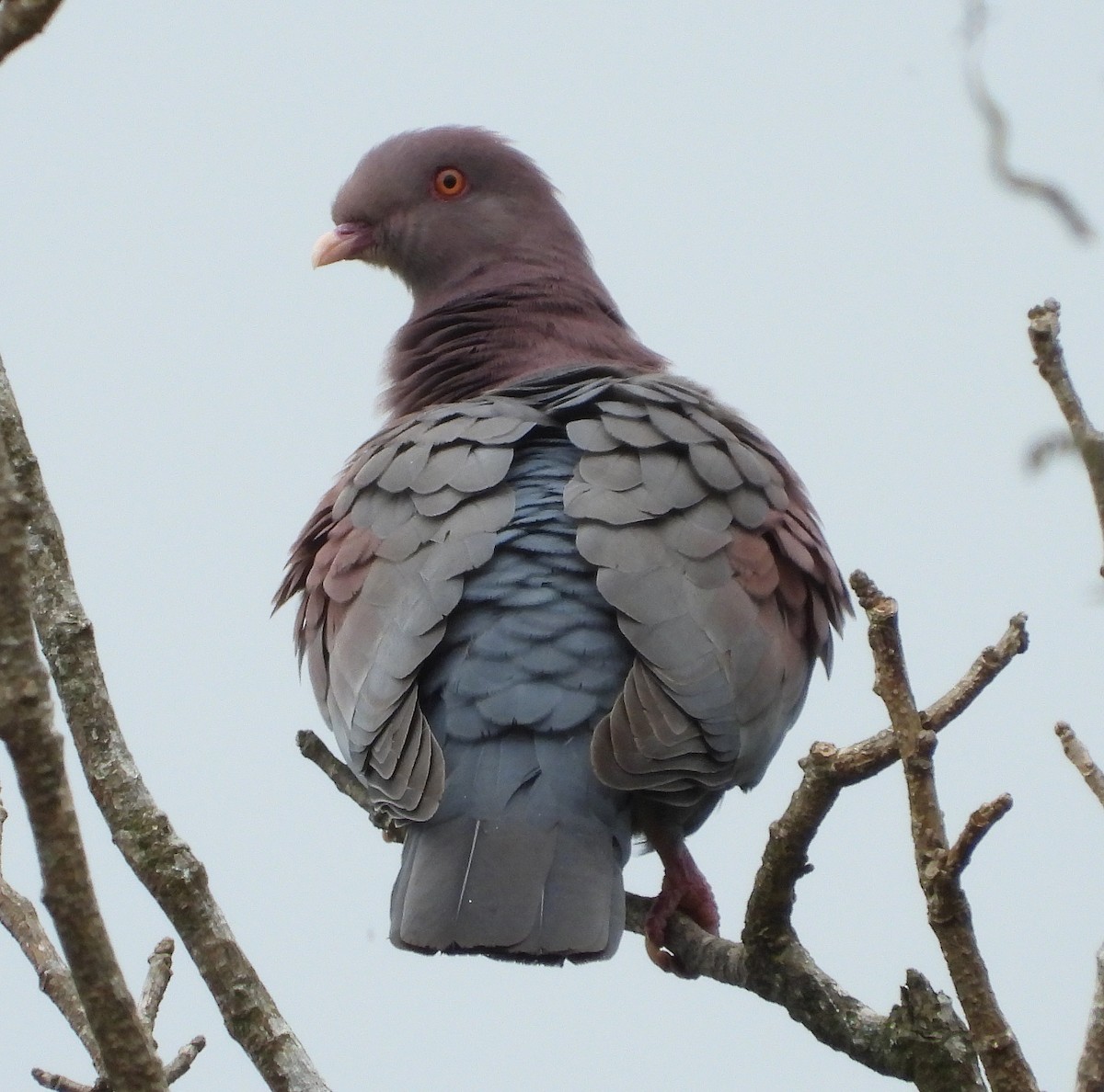 Pigeon à bec rouge - ML621221762