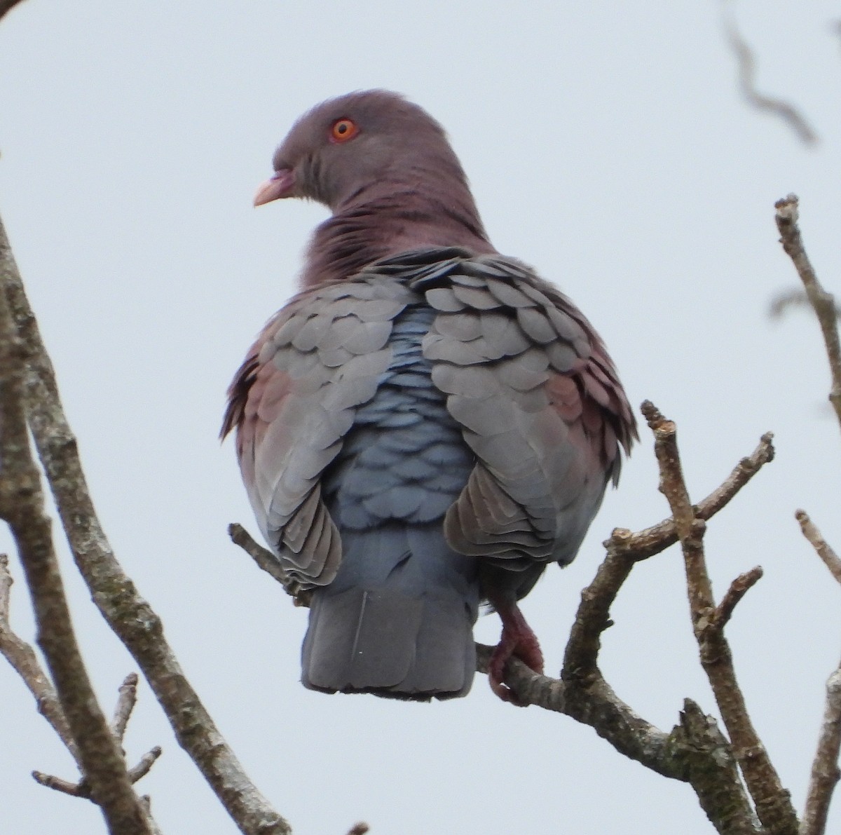 Red-billed Pigeon - ML621221763