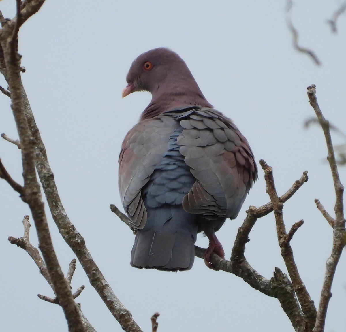Red-billed Pigeon - ML621221765