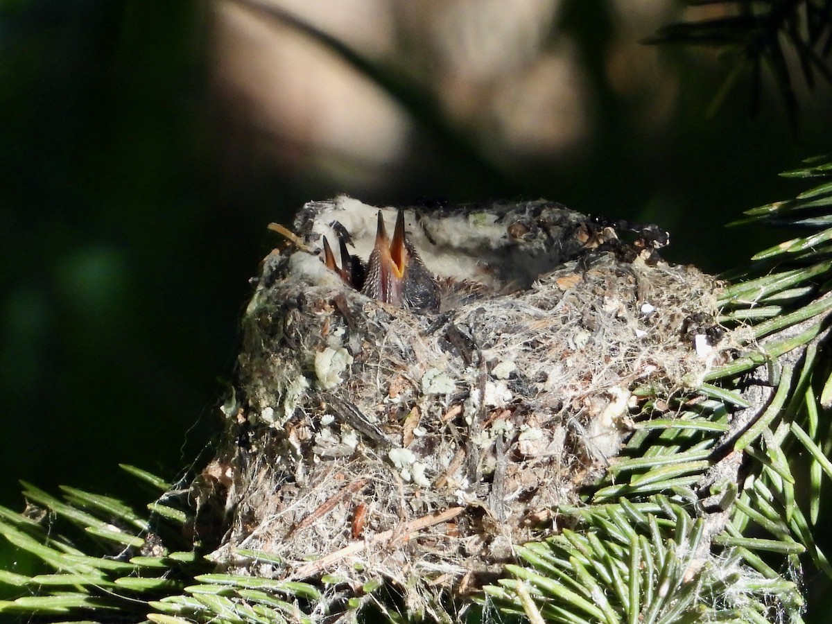 Broad-tailed Hummingbird - ML621221777