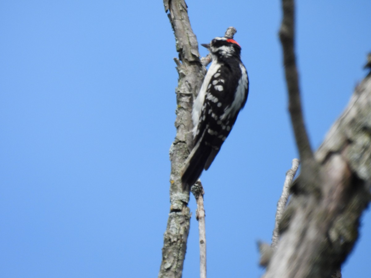 Downy Woodpecker - ML621221780