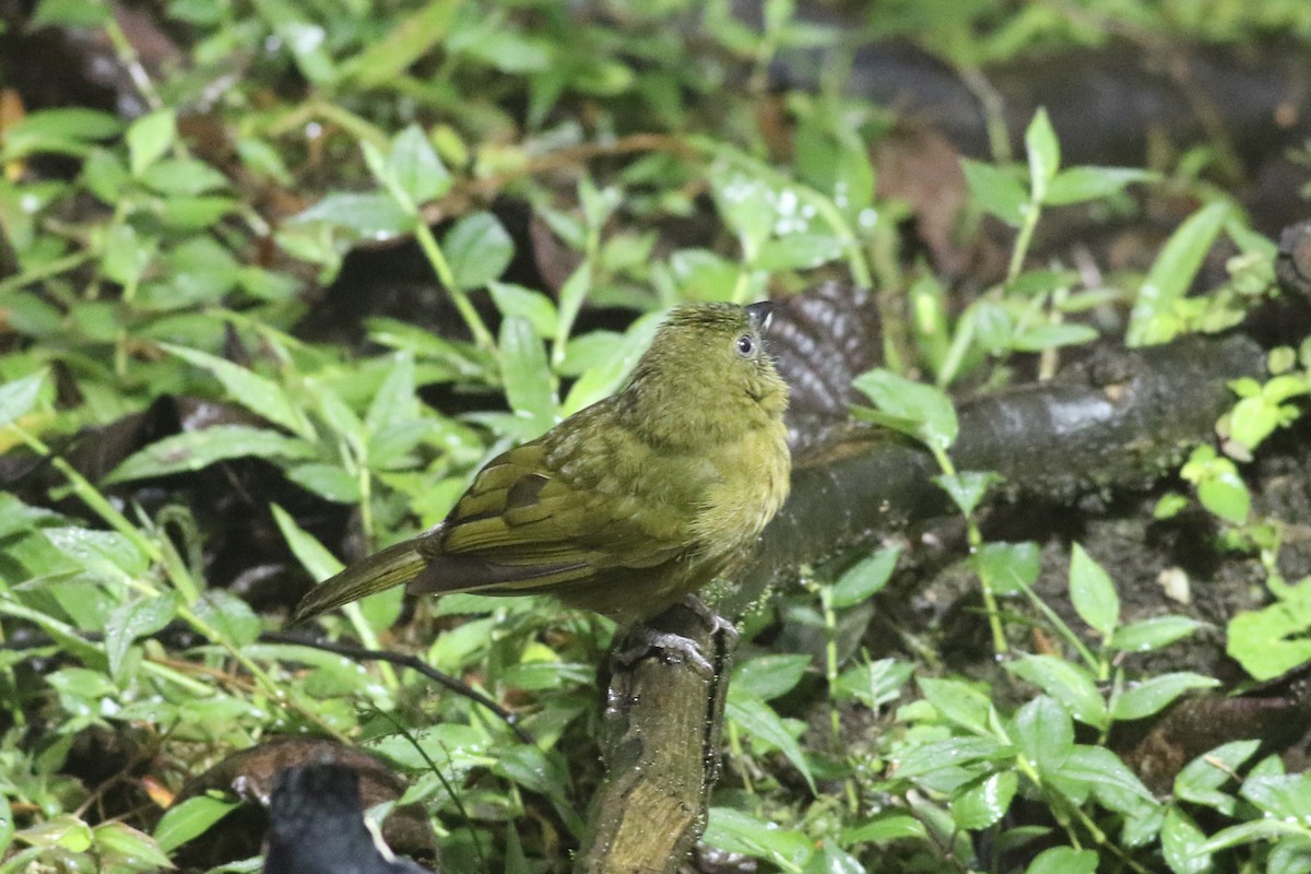 Ochre-breasted Tanager - ML621221818