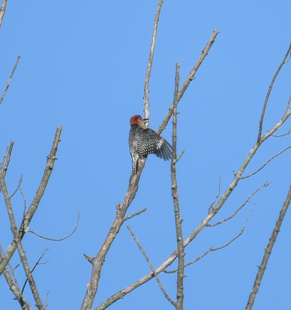 Red-bellied Woodpecker - ML621221830