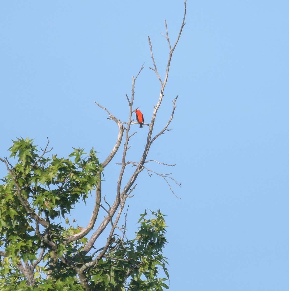 Scarlet Tanager - ML621221835