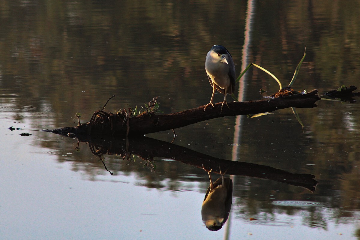 Black-crowned Night Heron - ML621221869