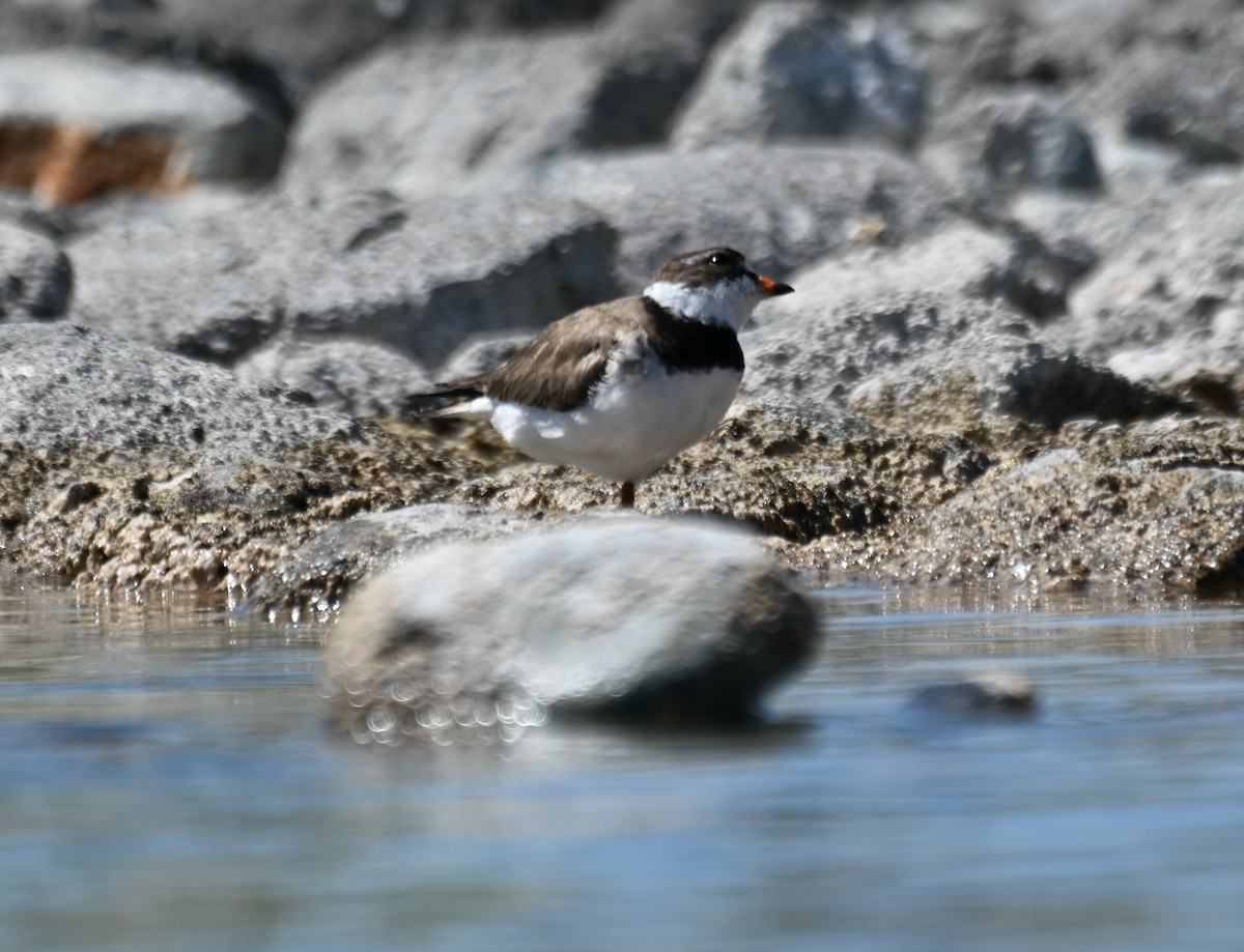 Semipalmated Plover - ML621221881