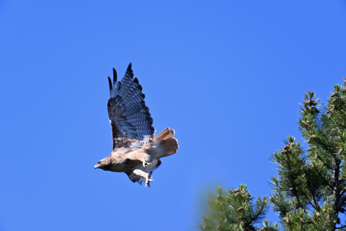 Red-tailed Hawk - ML621221893