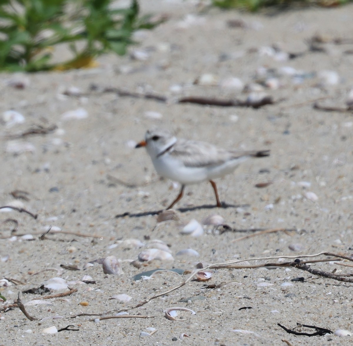 Piping Plover - ML621221897