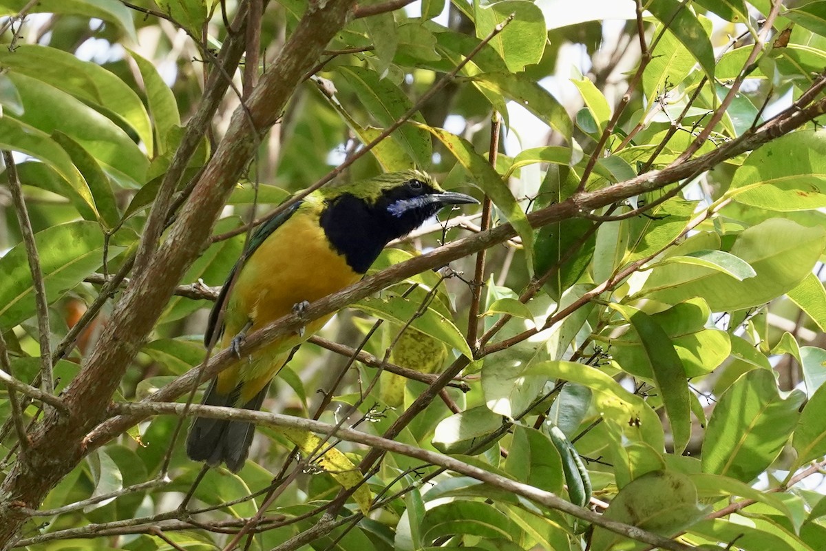 Orange-bellied Leafbird (Orange-bellied) - ML621221911