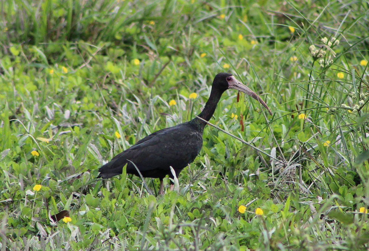 ibis tmavý - ML621221921
