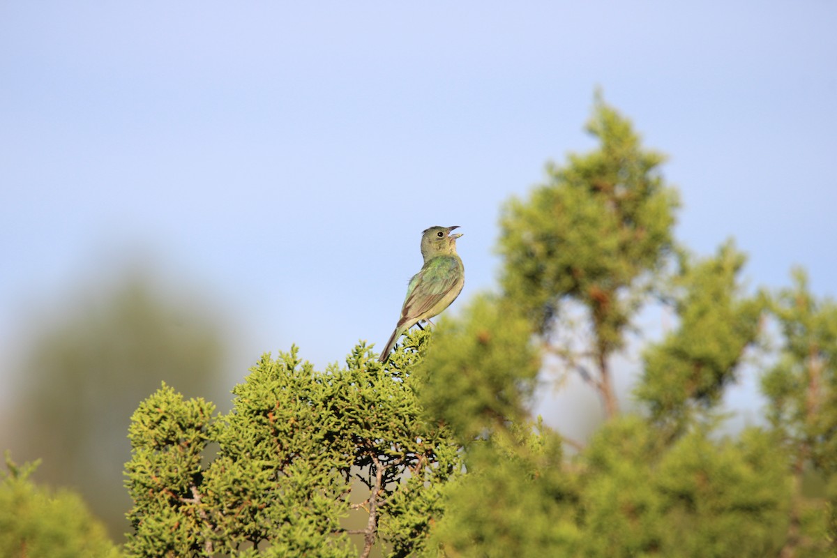 Painted Bunting - ML621221927