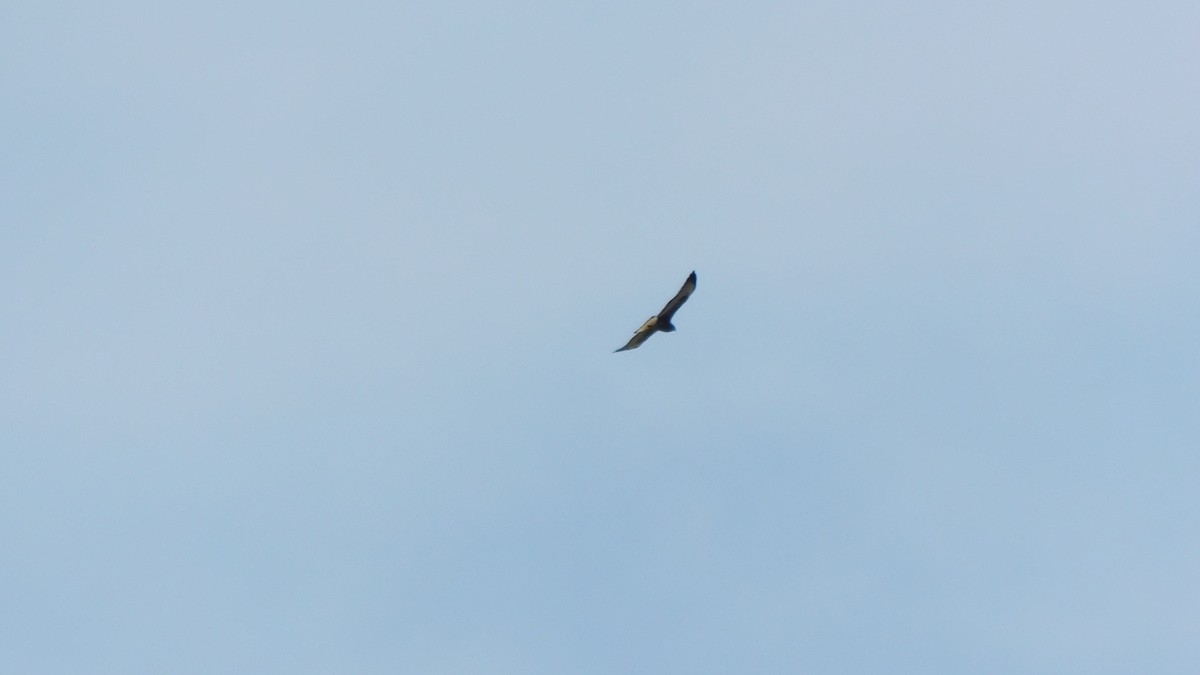 Variable Hawk (Red-backed) - ML621221930